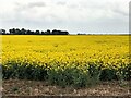 TF2707 : Rapeseed in flower off Bell Drove, Thorney by Richard Humphrey