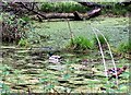 Unmanaged pond north west of Great Sanders, Sedlescombe