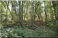 Coppicing by Brick Kiln Lane