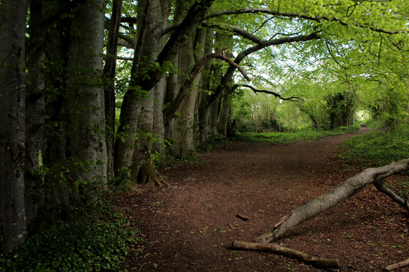 Beech Trees passed by on the Wessex... © Chris Heaton cc-by-sa/2.0 ...