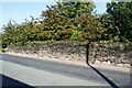 Stone wall and hawthorns on east side of Meadow View (opposite No. 1)