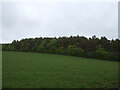 Grazing towards Coldcothill Wood