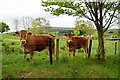 Bullocks, Moyle Glebe