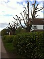 Severely pruned trees, Bennetts Road, Keresley