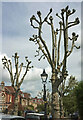 Trees, Woodstock Road, Redland