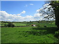 Grass field and Waterdynes