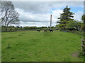 Three miniature ponies in a paddock