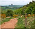 NT5633 : Eildon Hill North path by Jim Barton