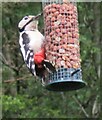 SE7087 : Great Spotted Woodpecker by T  Eyre