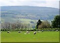 Sheep in the sun at Hollins House farm