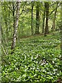 Wild garlic in Whiteley Woods