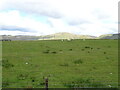 Sheep grazing near Rigg Farm