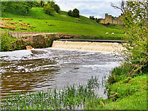 NU1913 : River Aln, Weir near Alnwick Castle by David Dixon