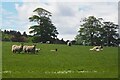 Sheep and Lambs at Dunglass Estate