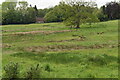 Marshy field north of St Mary