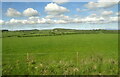 Grazing near Netherlands