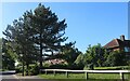 Tree on High View, Watford