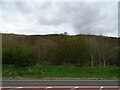 Woodland and hills beside the A76