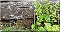 Benchmark on stone in roadside wall on SE side of Brown Bank Lane