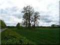 Copse in crop field