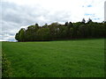 Grassland towards Muirend Plantation