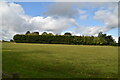 Hedge, Gaywood Farm