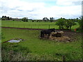 Grazing, Newbridge