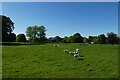 Sheep near Birdsall House