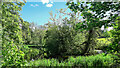 Wildlife pond in Ross-on-Wye