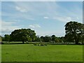 Cattle on Peover Hall estate