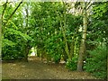 Footpath through a belt of trees