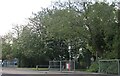 Chestnut trees by Church Road, Thundersley