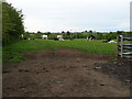 Cattle off the B751 near Wyndford Cottages