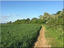 SU5850 : Permissive path St John's Field by Mr Ignavy