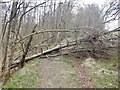 Fallen tree, Blane Valley Railway