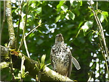 H4772 : Song thrush, Cranny by Kenneth  Allen