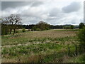 Grazing near the Lugton Water