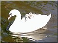 SP2054 : Cygnets going for a ride by Rob Farrow