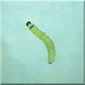 NS8963 : Insect larva from a leaf gall on Blackthorn by M J Richardson