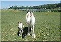 Horse and pony near Barnfield Farm