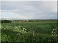 Wheat field, Lower Drayton