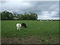 Cattle near Thorntoun