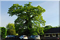 Oak, Abbotskerswell