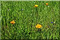 Yellow poppies, Stourport Road, Kidderminster, Worcs