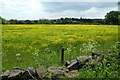 Buttercups along Blackmoor Lane