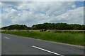 Horses beside Tarn Lane