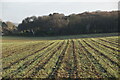 Footpath, arable field