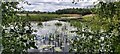 ST4340 : Noah's Lake at Shapwick Heath National Nature Reserve by Anthony Parkes