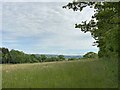 Meadow near Gwynfryn