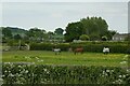 Horses near Cherry Tree Farm